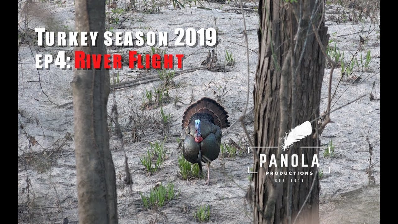 GOBBLER FLIES ACROSS RIVER- Panola Turkey Season 2019 EP.4
