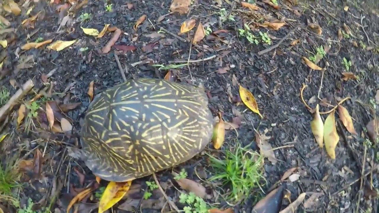 Close Observation of the Florida Box turtle