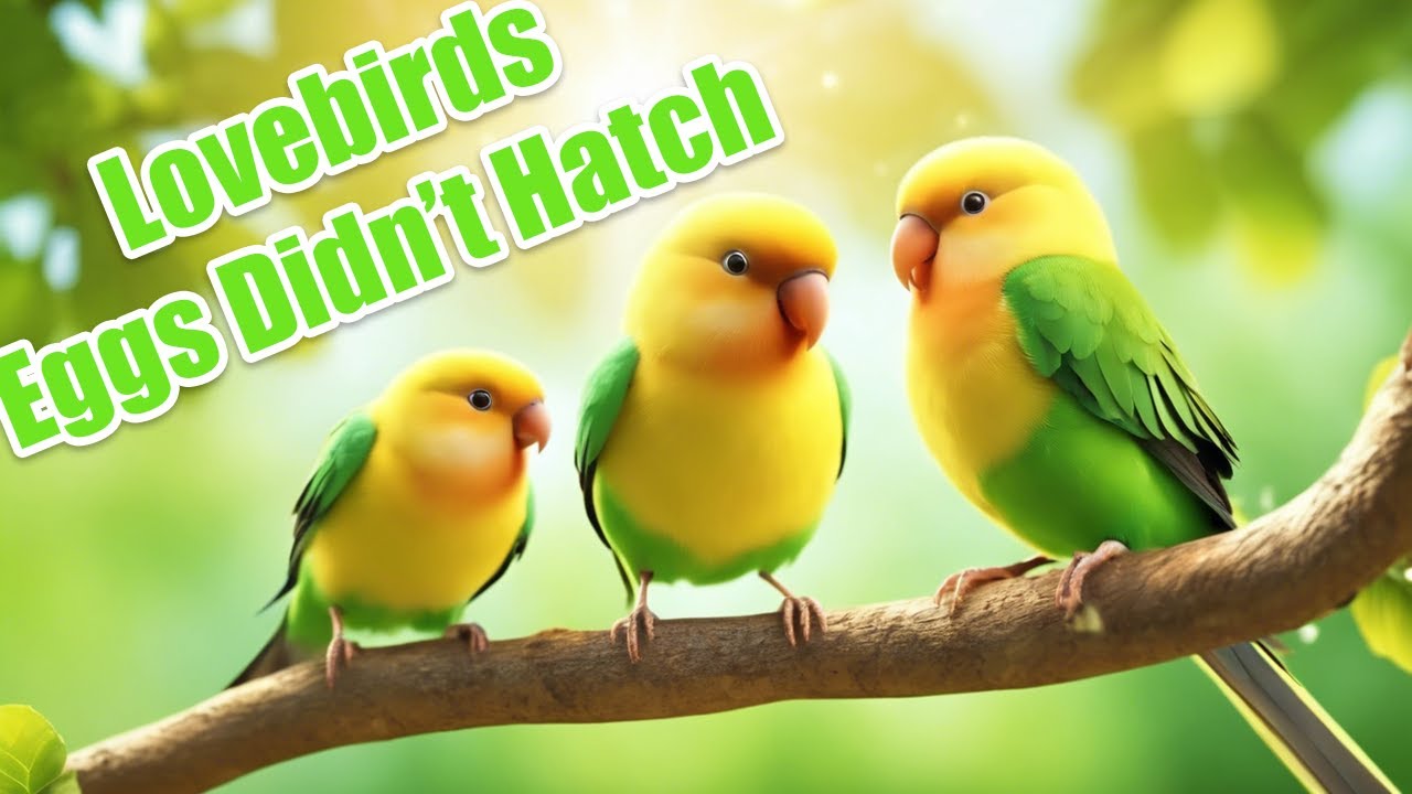 My Lovebirds Didn't Hatch. Here's Why.