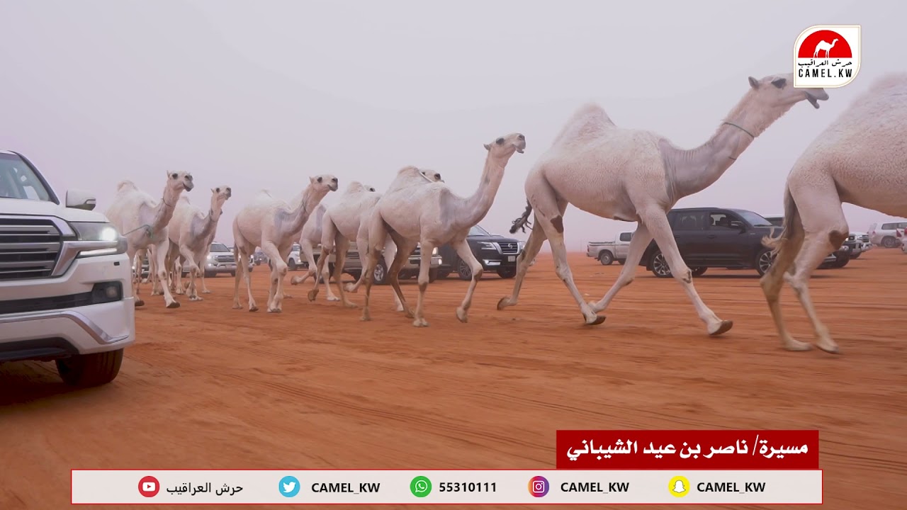 مسيرة مذهلات 🔥🔥🔥 || لمالك الابل/ ناصر بن عيد الشيباني