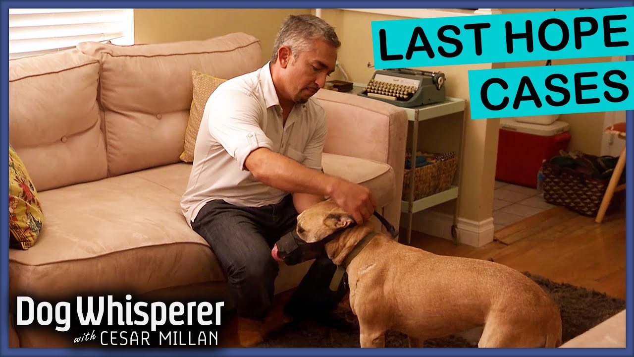 Cesar Millan Meets Dogs No One Could Help 💔 | Dog Whisperer Compilation