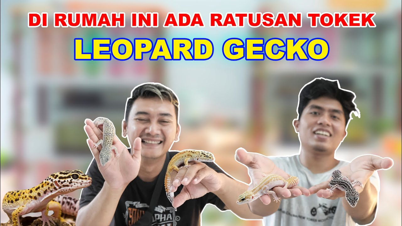 RATUSAN TOKEK ADA DISINI / GREBEK RUMAH PETERNAK LEOPARD GECKO / CARA TERNAK GECKO