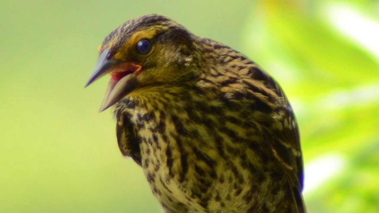 Female red-winged blackbird call