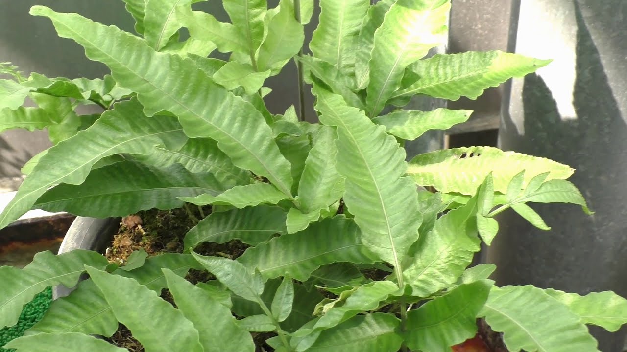 オオヘツカシダ（大辺塚羊歯）：Bolbitis heteroclita