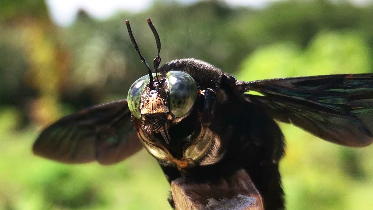Tropical carpenter bees (Xylocopa latipes)