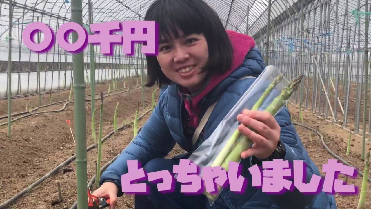 松川町のアスパラガス狩り（2020年4月〜）
