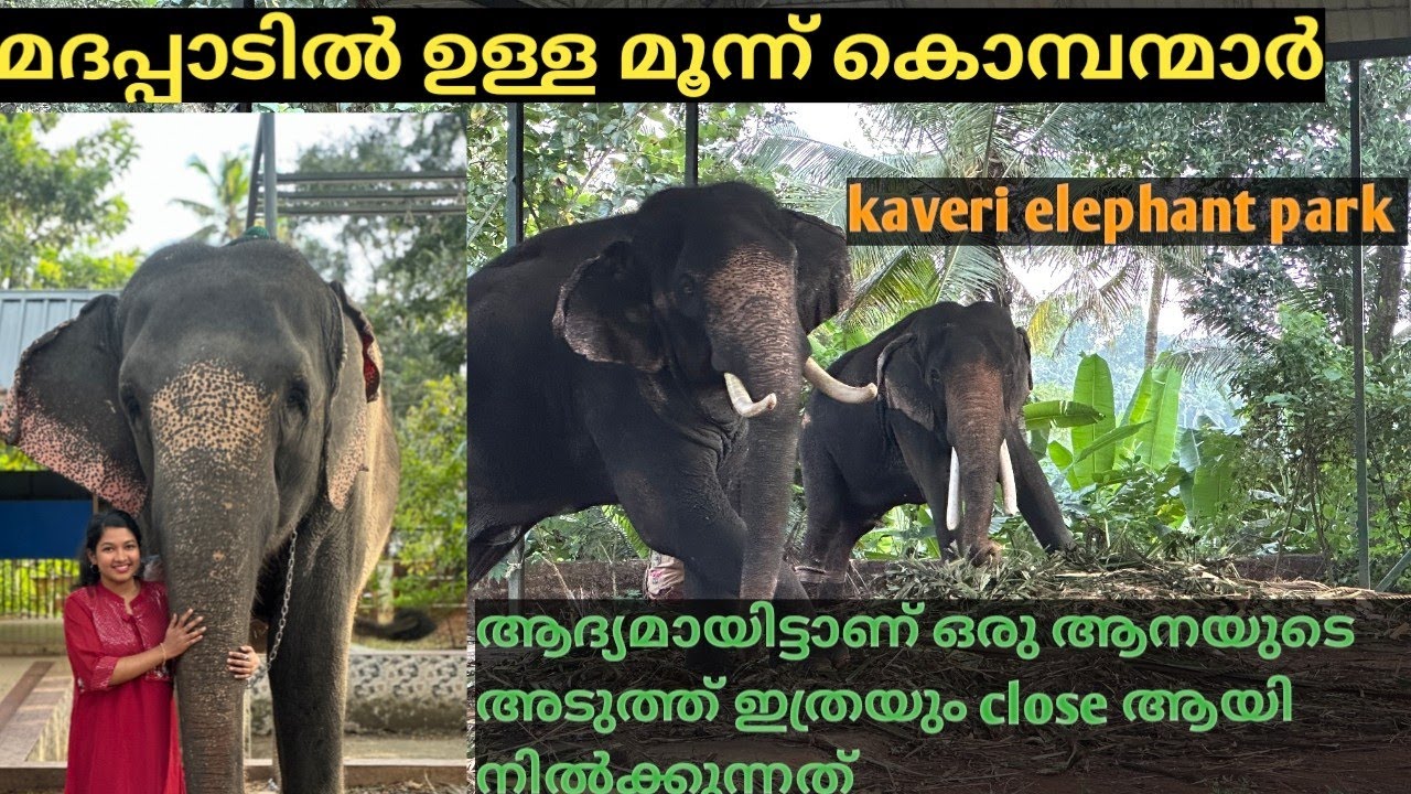 വൈറൽ ആയ 