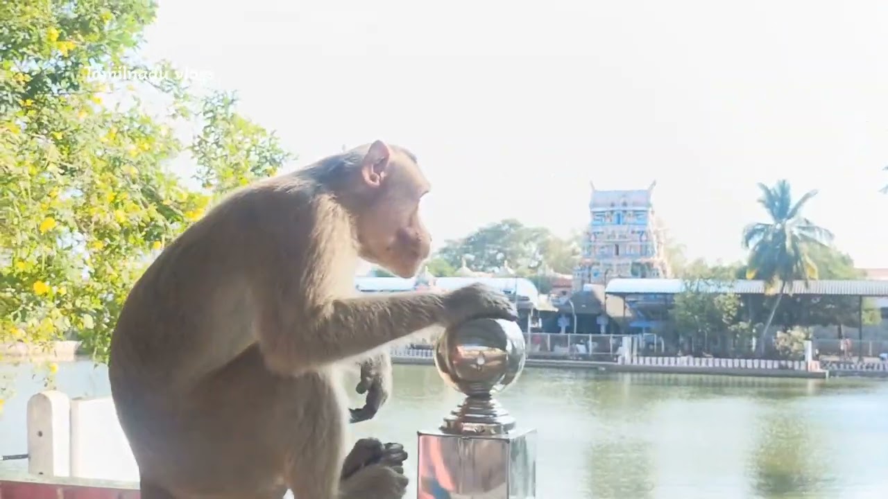 பிள்ளையார்பட்டி அருள்மிகு கற்பக விநாயகர் திருக்கோவில் 