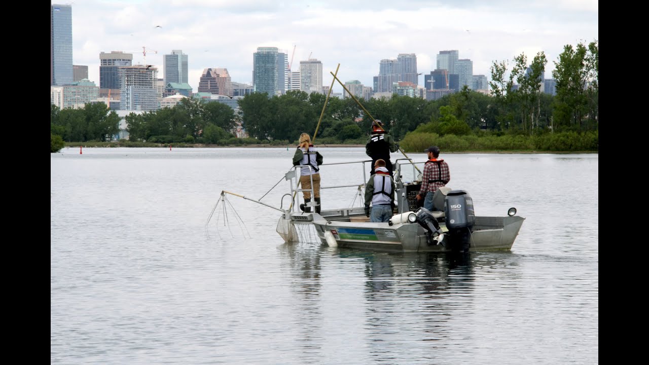 2015 Toronto Waterfront Electrofishing with TRCA