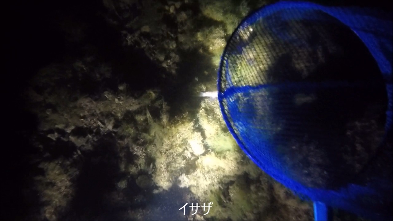 琵琶湖で素潜り2026年2月14日