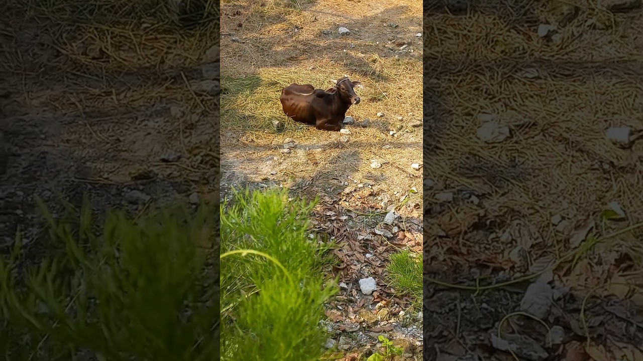 Wih ada sapi hadi