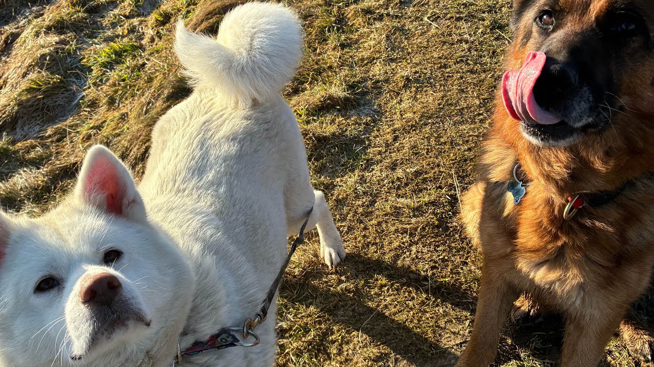 #94 FIX | LAYLA DT | akita japońska | owczarek niemiecki | spacer z psami 🐕 