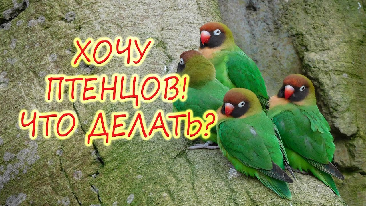 Что делать чтобы у НЕРАЗЛУЧНИКОВ ПОЯВИЛИСЬ ПТЕНЦЫ!