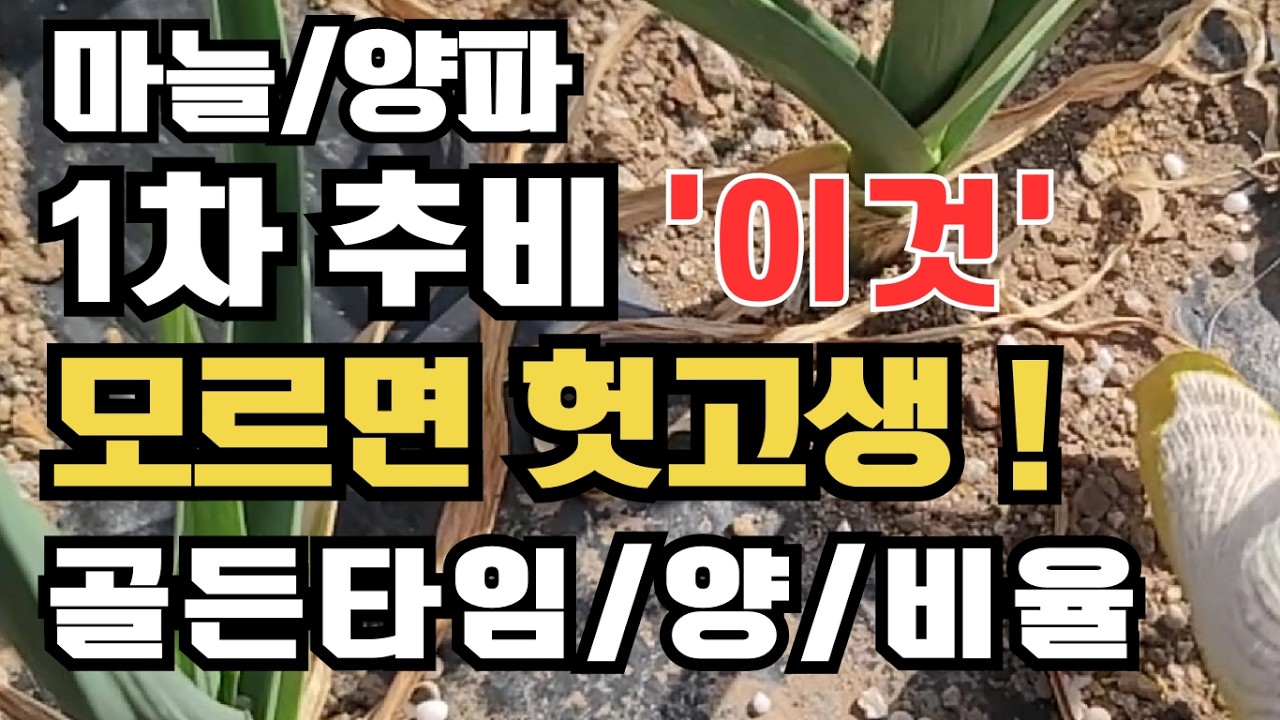 [521] 마늘 농사 대박 나는 1차 추비 공식: NK비료 양, 시기, 비 안 올 때 액비 만드는 법