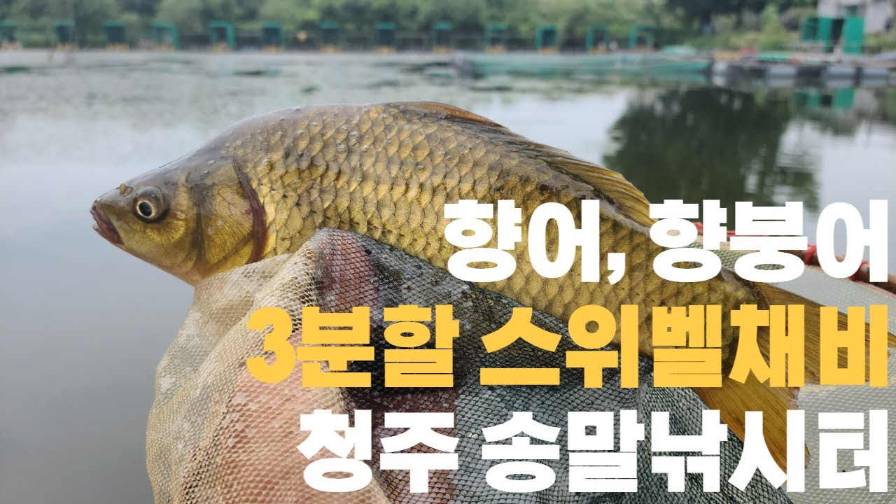 향어, 향붕어 그리고 3분할 스위벨채비-충북 청주 송말낚시터(2021.07.20)