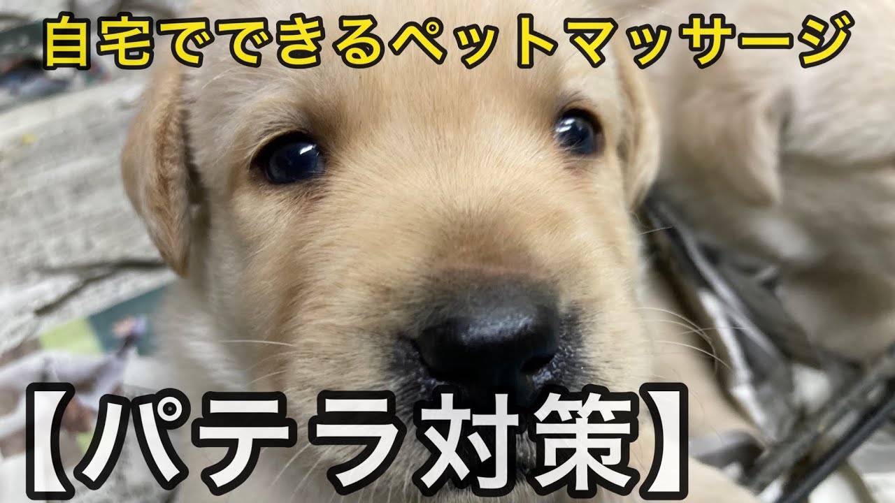 自宅でできる犬のパテラ（膝蓋骨脱臼）ケアとは！？ドッグマッサージ