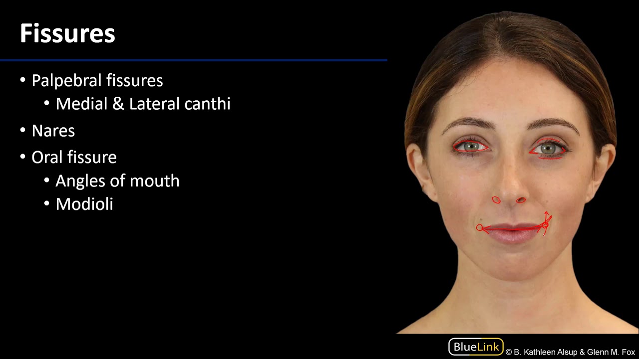 Face - Superficial Features