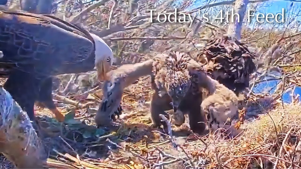 #308🦅🐥45°🐥40°／Winter Park Eagle Nest 2026／Against All Odds:One-Eyed Mom／Wink💗Atlas