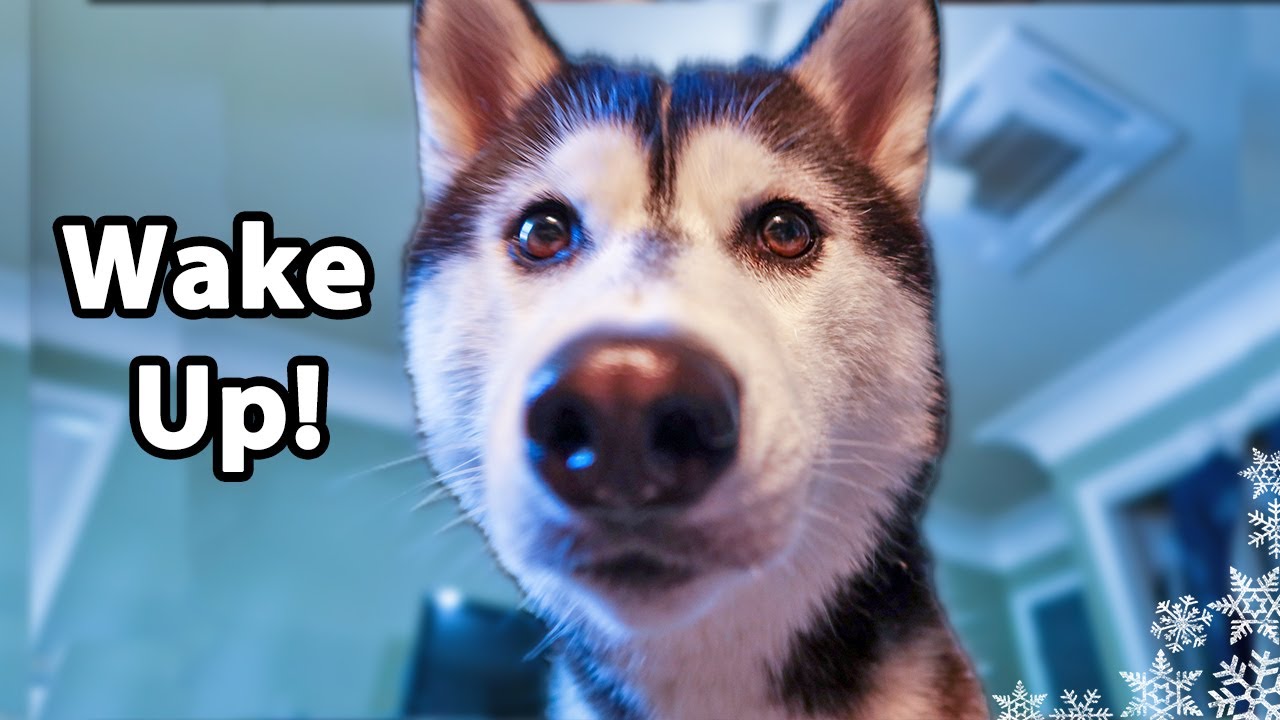 My Dog's Morning Routine 🌞 | Huskies Morning Routine 2020 Summer