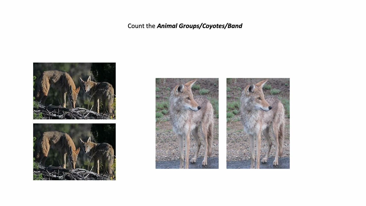 Fun With Numbers by Adding Ways to Make 4 With Animal Groups (4 Videos) #1