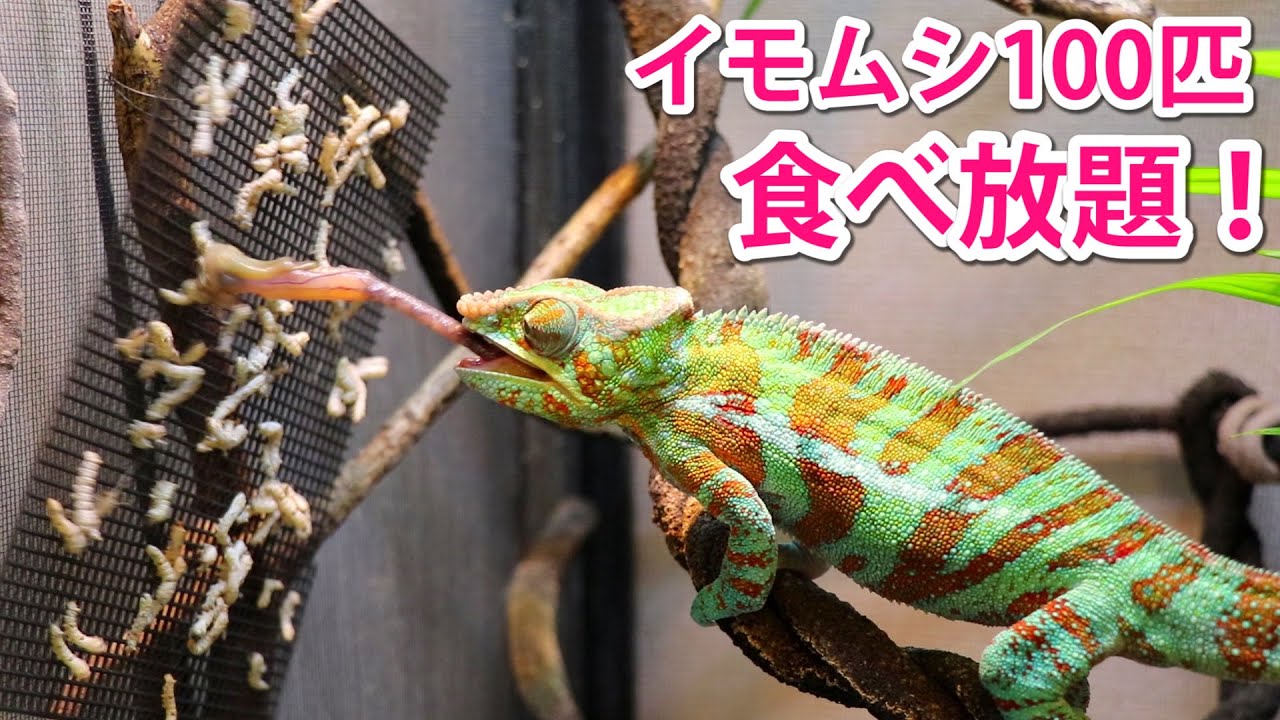 腹ペコのカメレオンにイモムシ100匹バイキング開催！