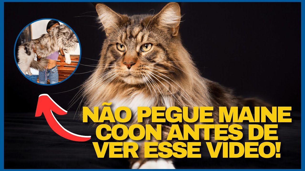 ABSOLUTAMENTE TUDO Sobre a Raça de Gato Maine Coon! PREÇO, PROBLEMAS DE SAÚDE, Cuidados e MUITO MAIS
