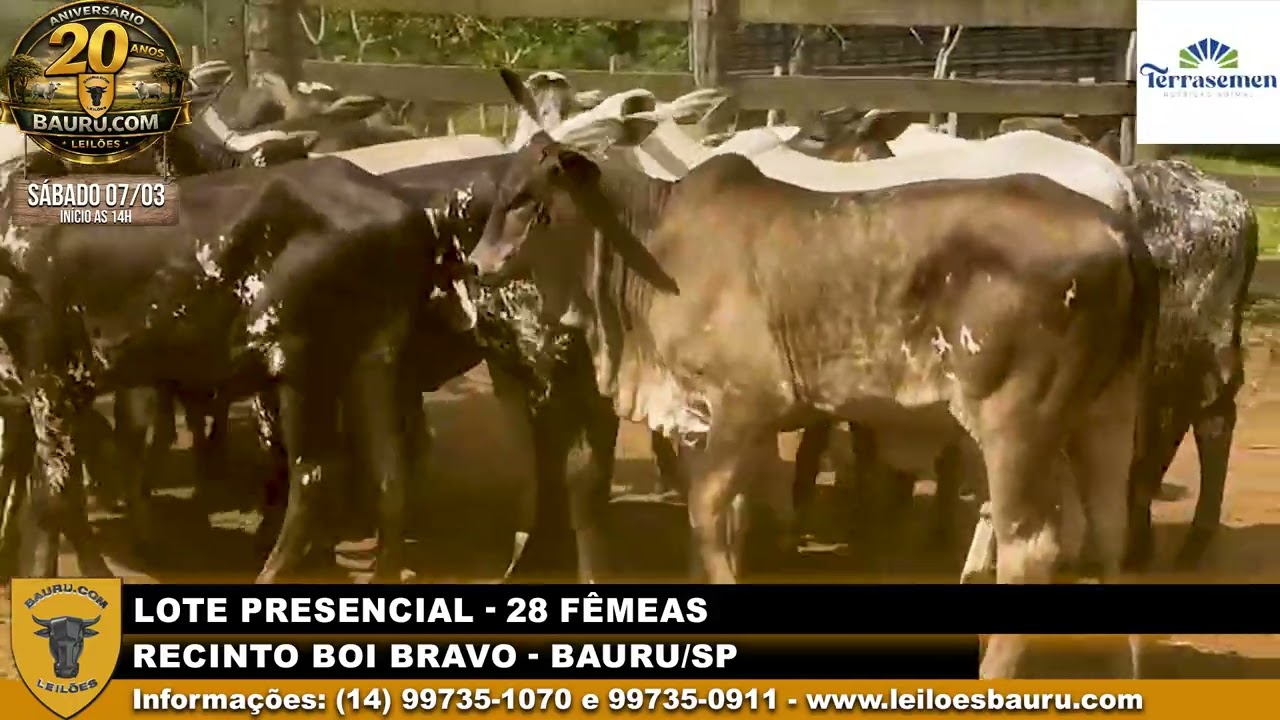 28 FÊMEAS