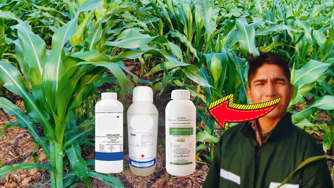 🌽🐛EL GUSANO COGOLLERO TEME A ESTOS 3 INSECTICIDAS