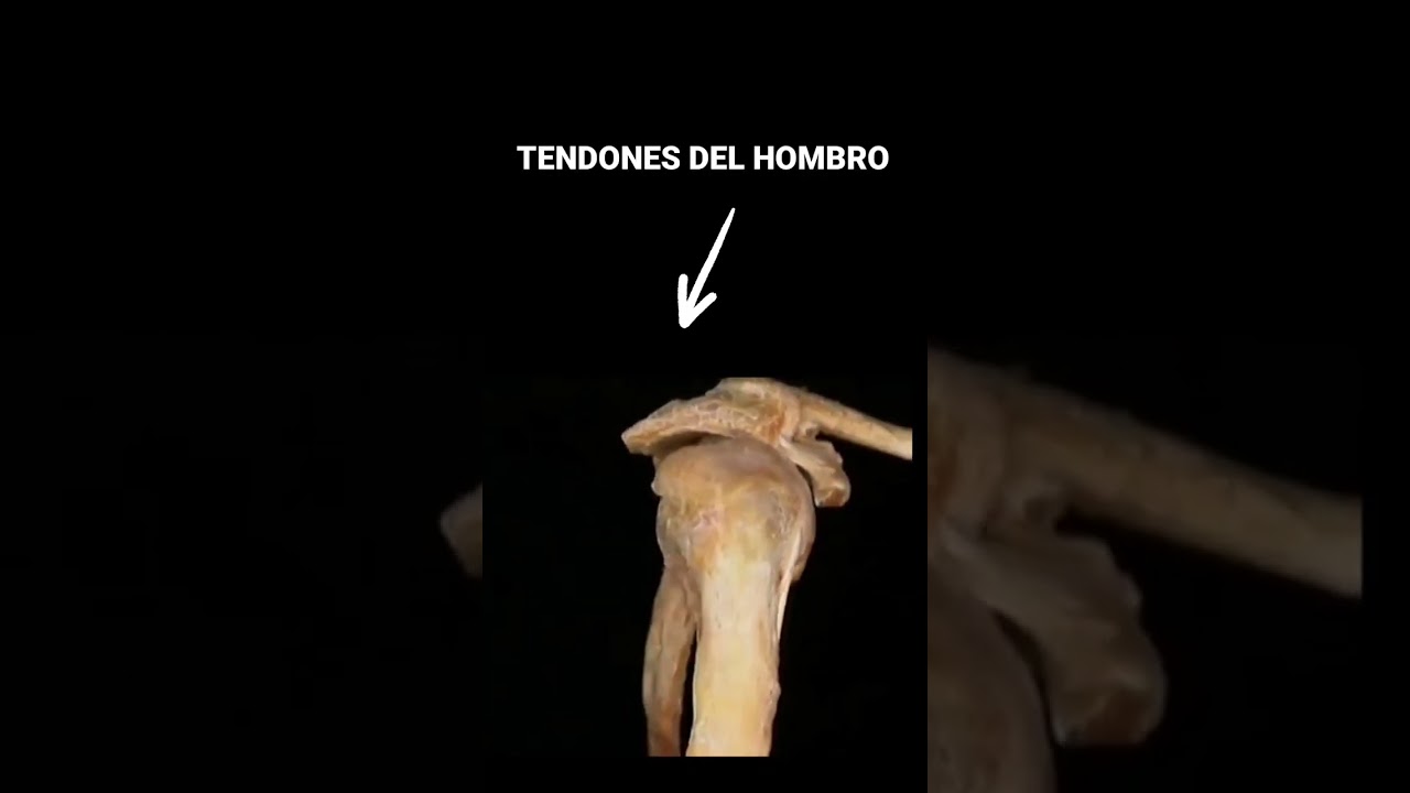 ESTOS son TUS TENDONES del hombro 😮 #shoulder #hombro #shorts #gym
