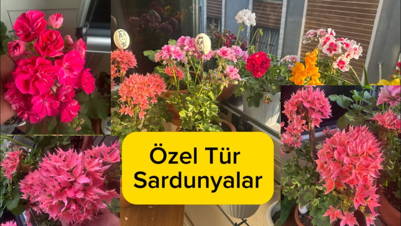 Özel Tür Sardunyalarımın Gelişimi #özel #tür #sardunya #çiçek #keşfet #geranium #pelargonium