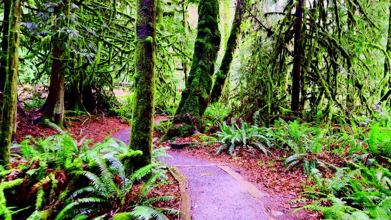 Secret Forest Trail | Marymere Falls | Pure Nature ASMR (No Talking)