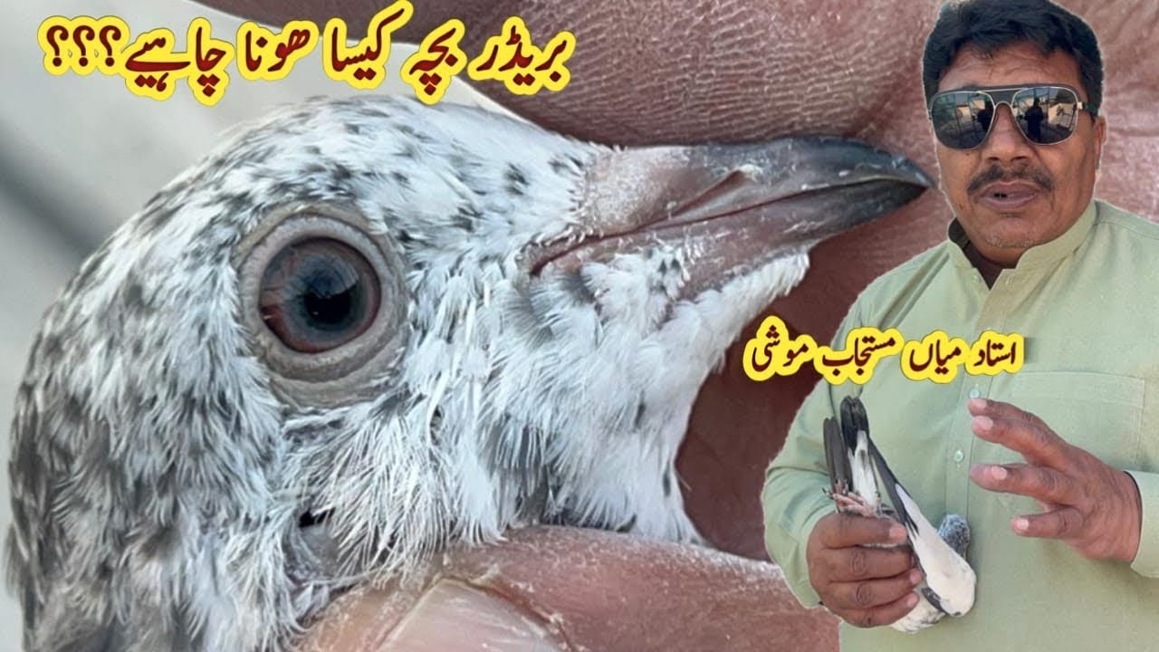 Breeder Bacha Kaise Check Kiya Jaye? || Ustad Mian Mustajab Moshi