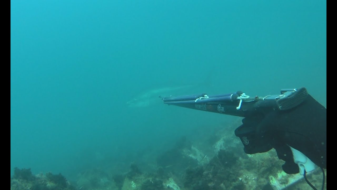 PESCASUB   Pesci presi    pesci visti    e TONNO PERSO