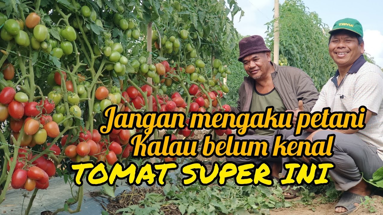 Tomat Unggulan Tanah Karo #bibitunggul #viral