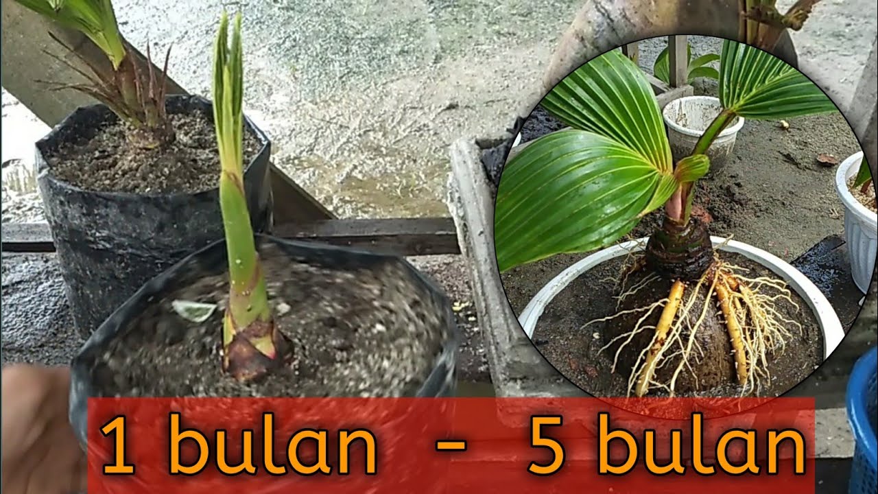 CARA MEMBUAT BONSAI KELAPA DARI AWAL || rendycrh