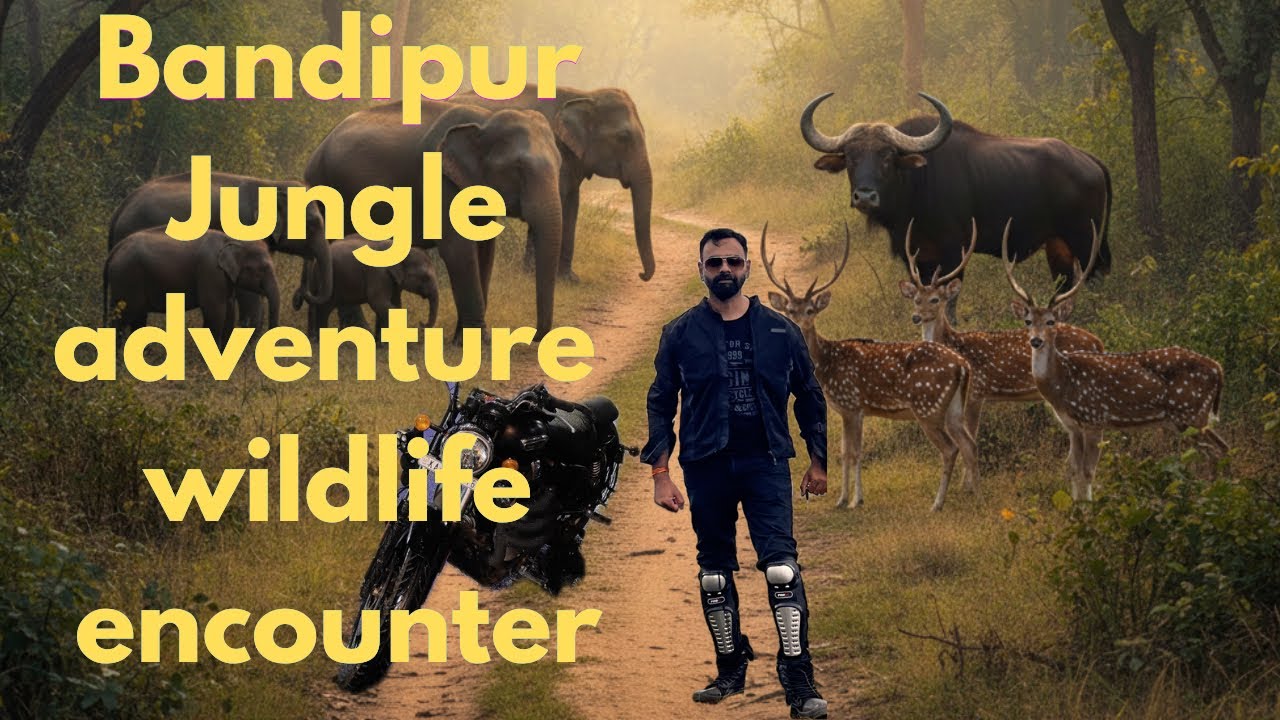 Is Bandipur Forest Safe? Wildlife Everywhere!