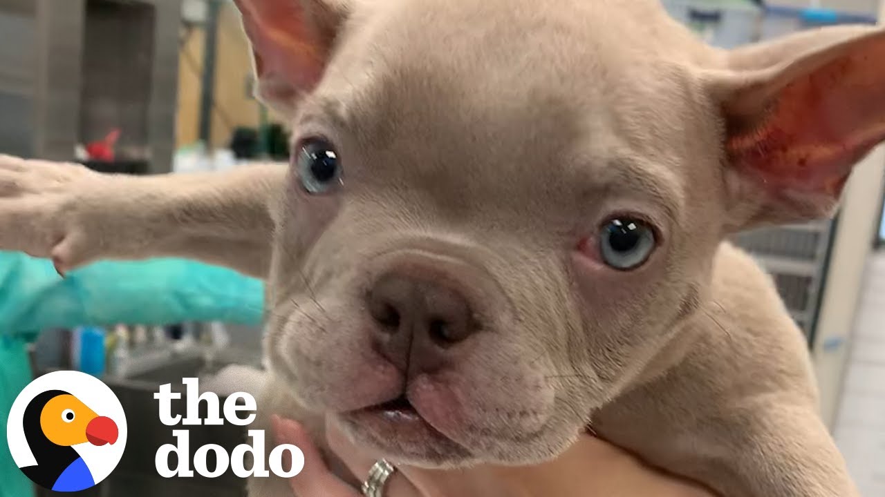 Puppy Born With Backwards Legs Tries SO Hard To Learn To Walk | The Dodo