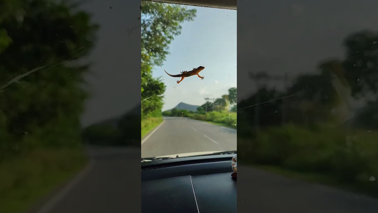 #lizard #car