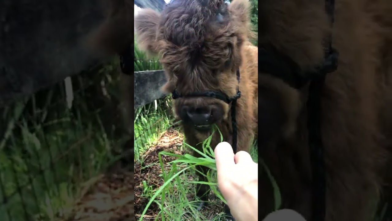 Champ Learning How to Eat Grass for the First Time! 🌱🐾