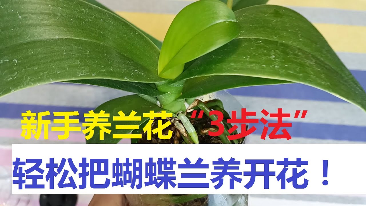 新手养兰花“3步法”，轻松把蝴蝶兰养活养开花，新手秒变老司机（阿涛养花99期）How do novices raise orchids?