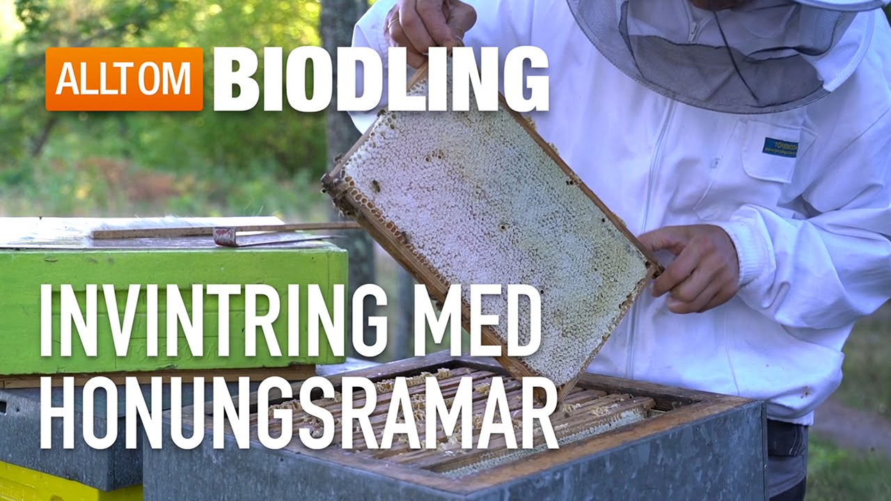 Invintring med honungsramar - Biodling