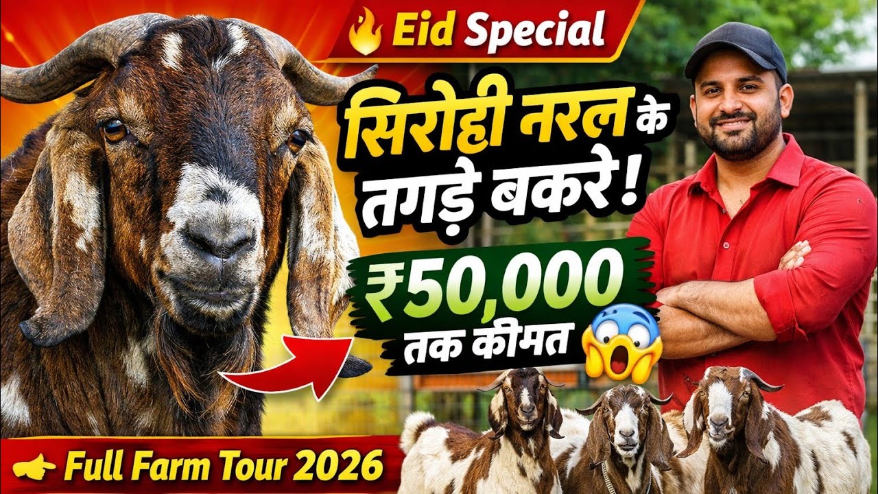 Sirohi Bakra For Sale | 40KG–70KG Available | Direct Farm Rate 