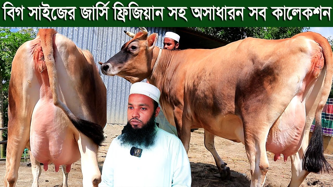 বেশি দুধের বিগ সাইজের জার্সি ফ্রিজিয়ান গাভীর সেরা কালেকশন dairy farm comilla