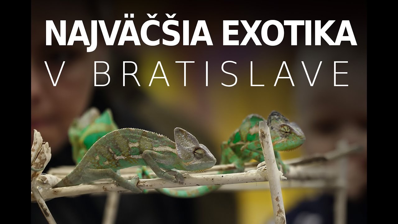 FAUNIA BRATISLAVA / EXPO / TERARISTIKA / AKVARISTIKA