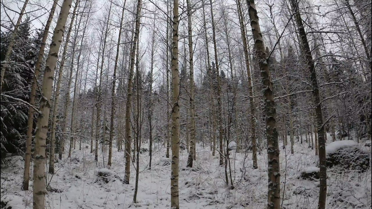 Hyvä mesta hakkailla, mutta sairastelu lannistaa. Koneavustustakin mukana.
