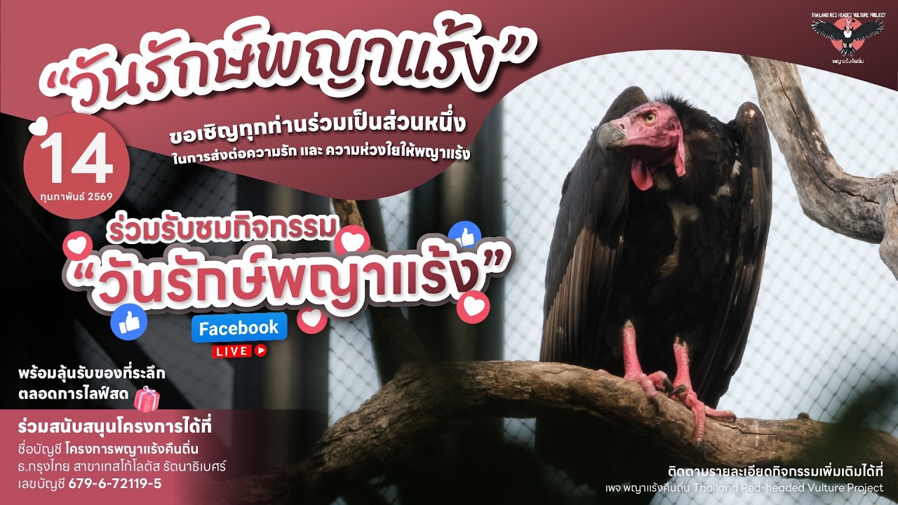 ชมย้อนหลัง Live - วันรักษ์พญาแร้ง 2026