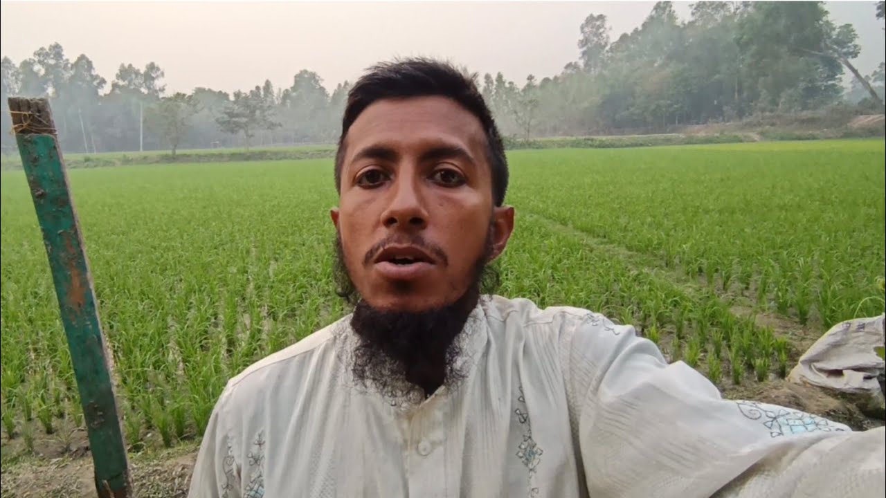 আমাদের এতো কষ্টের এতো সুন্দর ধানের খত মুরগী নষ্ট করতেছে🥲