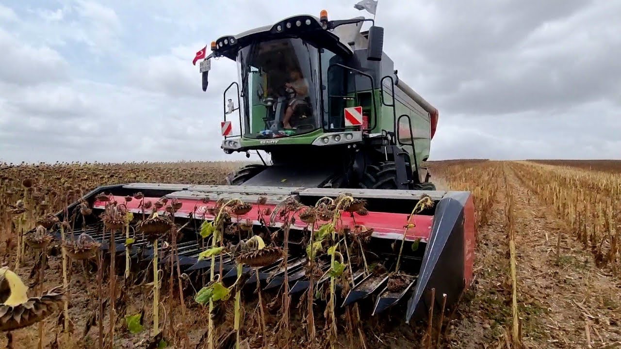 BOL YAĞIŞLI AYÇİÇEĞİ SEZONU | Fendt - Massey Ferguson