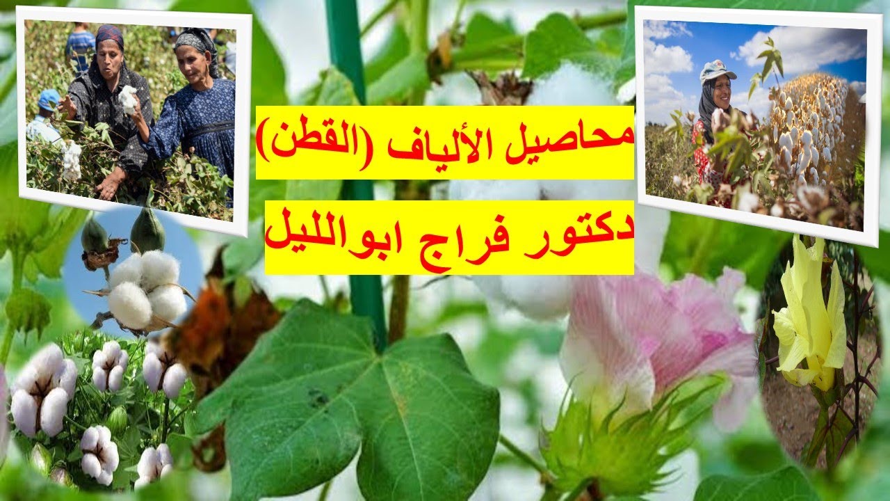 محاصيل الألياف (القطن) /  إنتاج المحاصيل