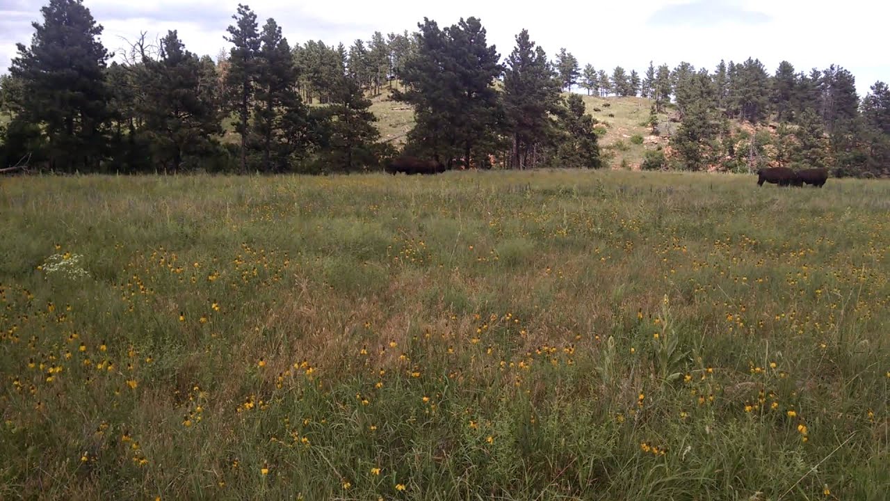 Buffalo at Custer SP